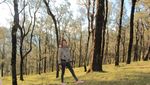Seperti Luar Negeri, Daun-daun Berguguran di Kota Soe