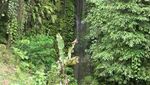 Seperti Pantai & Punya Gua, Ini Air Terjun Unik Tarunggang