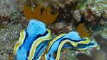 Sepetak Surga Itu Ada di Dalam Laut Takabonerate