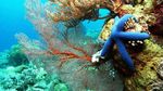 Sepetak Surga Itu Ada di Dalam Laut Takabonerate