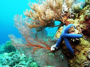 Sepetak Surga Itu Ada di Dalam Laut Takabonerate
