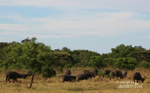 Serasa di Afrika, Tapi Ini di Baluran!
