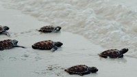 Pelepasan tukik di Pantai Tanjung Kelayang