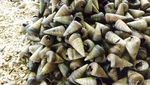 Seru! Berburu Siput Popaco di Maluku Utara