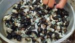 Seru! Berburu Siput Popaco di Maluku Utara
