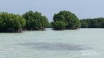 Seru! Keliling Naik Perahu di Hutan Mangrove Pulau Pari