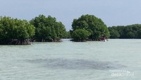 Hutan bakau dari kejauhan