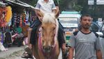 Seru! Wisata Kuda di Berastagi, Sumut