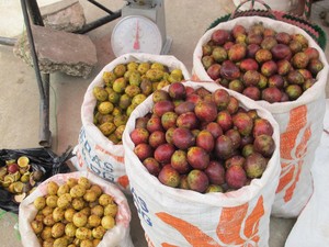 Serunya Berburu Buah Matoa di Jayapura