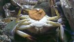 Serunya Berburu Kepiting Laut di Pulau Bangka