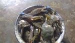 Serunya Berburu Kepiting Laut di Pulau Bangka