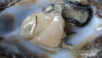Kabarnya, dagingnya kaya akan protein