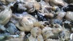 Serunya Berburu Teritip di Pulau Bangka
