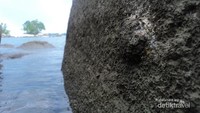 Teritip biasanya menempel di bebatuan granit di Pulau Bangka