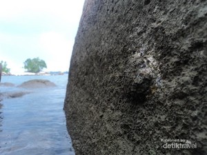 Serunya Berburu Teritip di Pulau Bangka