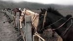 Serunya Berkuda ke Puncak Gunung Bromo