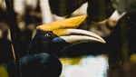 Serunya Berkunjung ke Gembira Loka Zoo Jogja