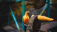 Inilah contoh hewan yang ada di Gembira Loka Zoo Yogyakarta