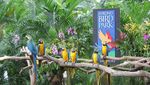 Serunya Berkunjung ke Jurong Bird Park, Singapura