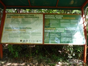 Serunya Bertemu Orangutan di Bukit Lawang