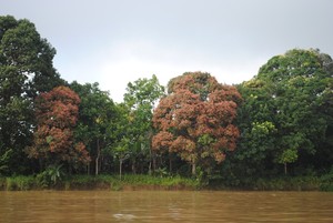 Serunya Bertualang Menjelajah Sungai Mahakam