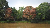 Warna warni tumbuhan di Sungai Mahakam