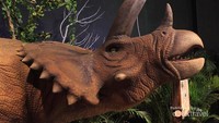 Leluhurnya badak, Triceratops