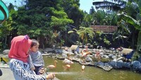 Burung bangau di Batu Secret Zoo