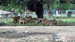 Serunya Main & Kasih Makan Rusa di Taman Kampus USU