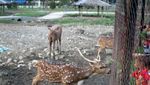 Serunya Main & Kasih Makan Rusa di Taman Kampus USU