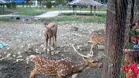 Anak-anak memberi makan rusa