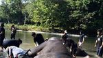 Serunya Memandikan Gajah di Langkat, Sumatera Utara