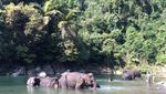 Serunya Memandikan Gajah di Langkat, Sumatera Utara