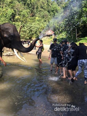 Serunya Memandikan Gajah di Langkat, Sumatera Utara