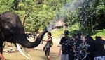Serunya Memandikan Gajah di Langkat, Sumatera Utara