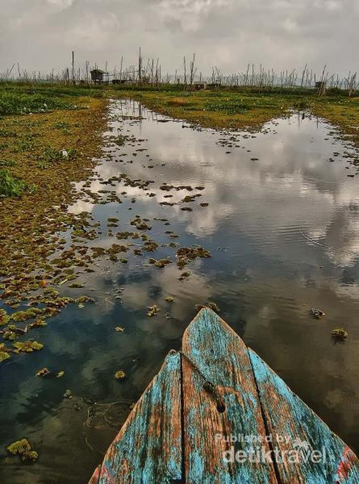 Serunya Mengarungi Lautan Eceng Gondok di Rawa Pening