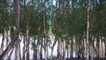 Serunya Menjelajahi Hutan Vietnam