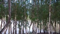Pepohonan di tepian kanal hutan Tra Su