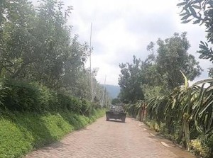 Serunya Menyusuri Agrowisata Batu Naik Buggy