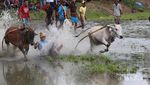 Serunya Nonton Pacu Jawi, Festival Balap Sapi Fenomenal di Sumbar