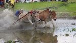 Serunya Nonton Pacu Jawi, Festival Balap Sapi Fenomenal di Sumbar