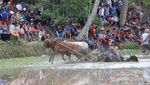 Serunya Nonton Pacu Jawi, Festival Balap Sapi Fenomenal di Sumbar