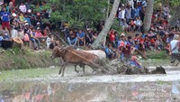 Sapi yang tidak berjalan lurus