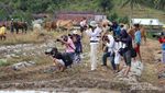 Serunya Nonton Pacu Jawi, Festival Balap Sapi Fenomenal di Sumbar