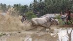 Serunya Nonton Pacu Jawi, Festival Balap Sapi Fenomenal di Sumbar