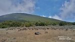 Setan Keder Gunung Gede, Bikin Pendaki Jadi Keder