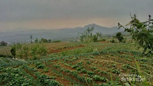 Setan Keder Gunung Gede, Bikin Pendaki Jadi Keder