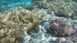 Si Cantik Luar Dalam Pulau Lihaga di Sulawesi Utara