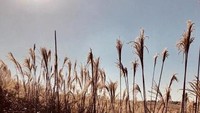 Alang-alang yang menari di bawah hangatnya sinar matahari