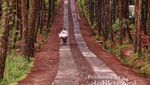 Siap-siap Terbuai Indahnya Hutan Pinus Kragilan